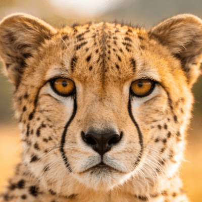 Cheetah dekbedovertrek