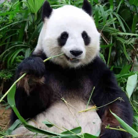 Panda dekbedovertrek