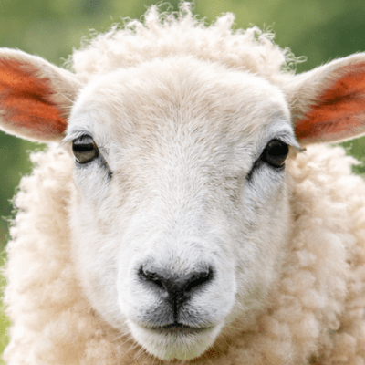 Schapen dekbedovertrek