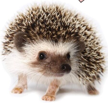 Egel dekbedovertrek