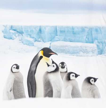 Pinguïn dekbedovertrek