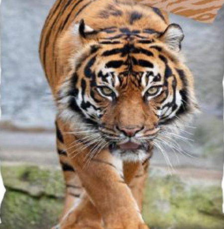 Tijger dekbedovertrek