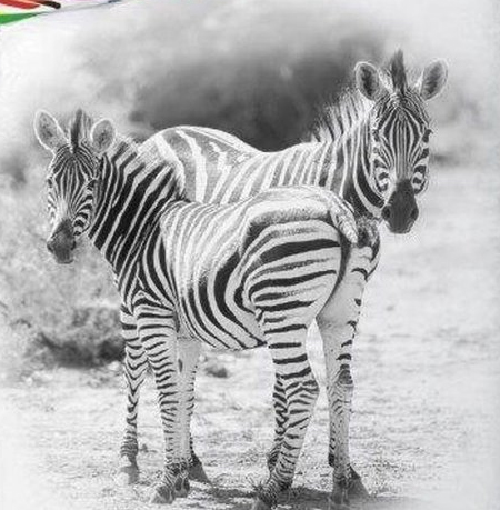 Zebra dekbedovertrek